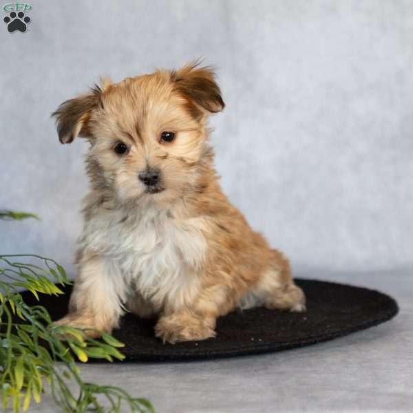 Heidi (Teacup), Morkie / Yorktese Puppy